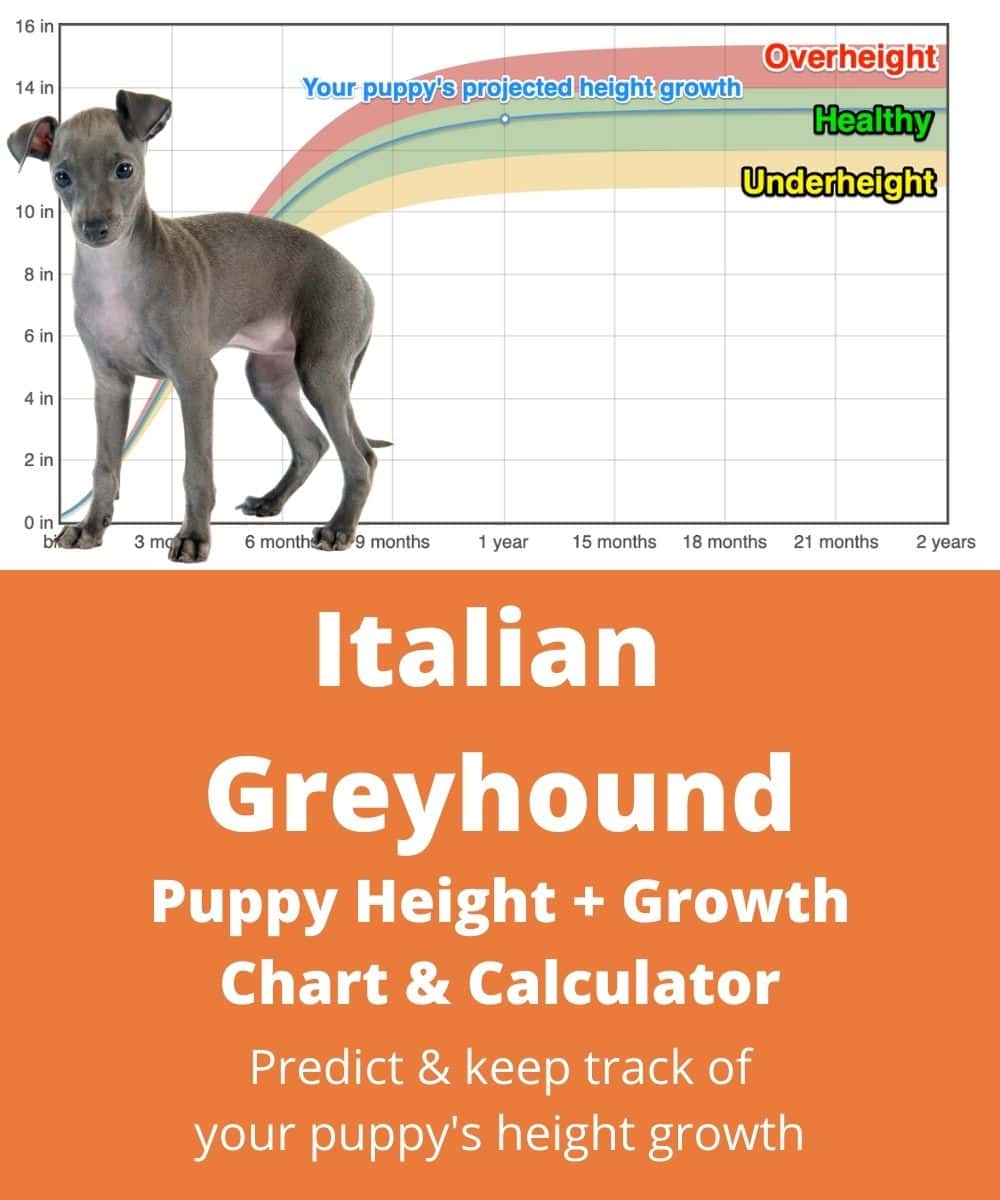 italian-greyhound Puppy height Growth Chart
